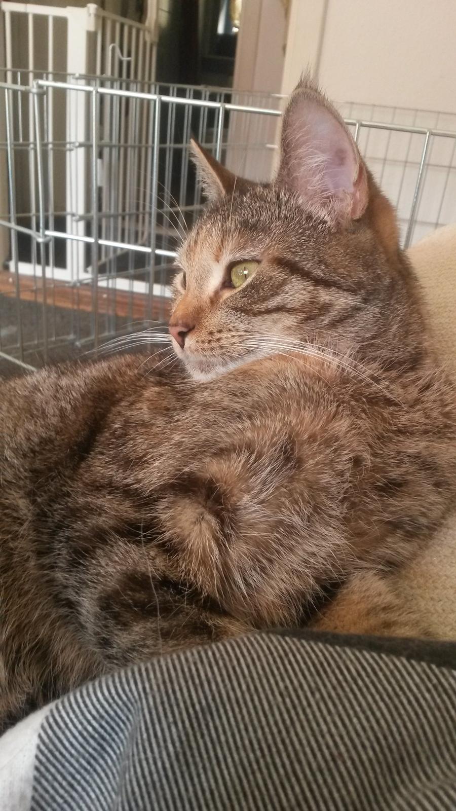 Huskat Carla billede 2