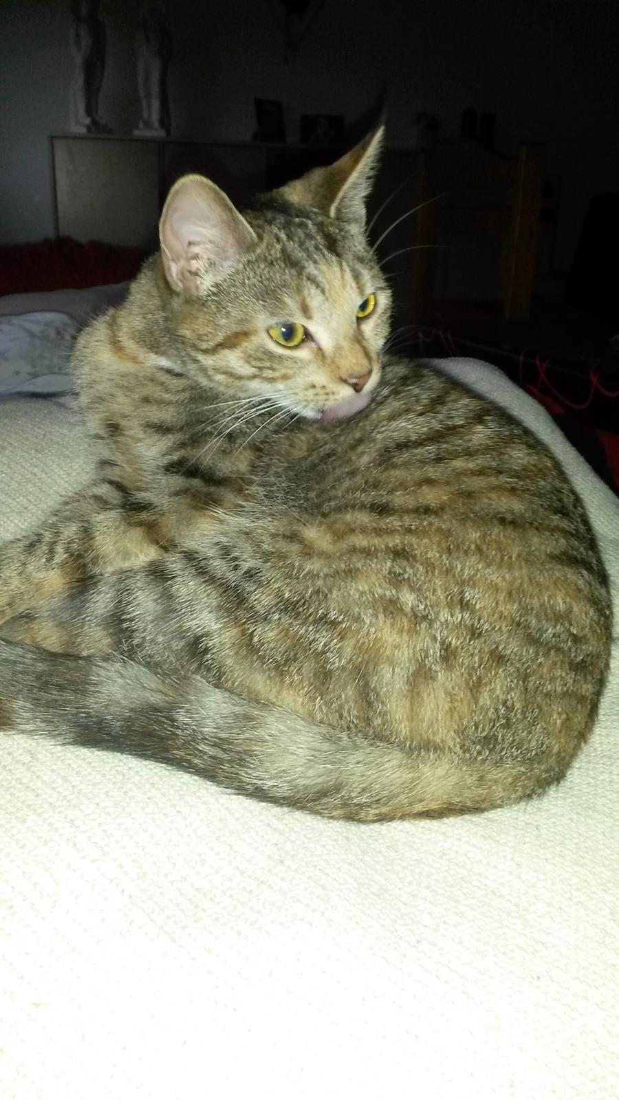 Huskat Carla billede 5