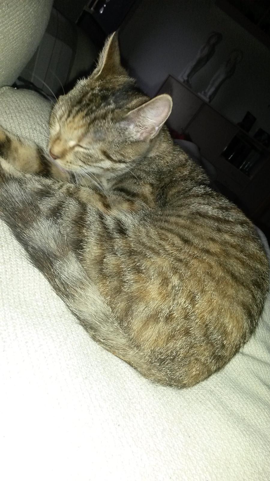 Huskat Carla billede 6