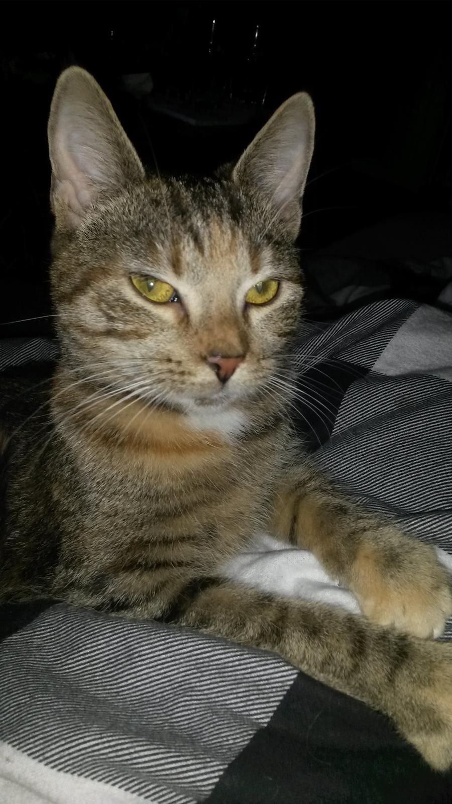 Huskat Carla billede 1