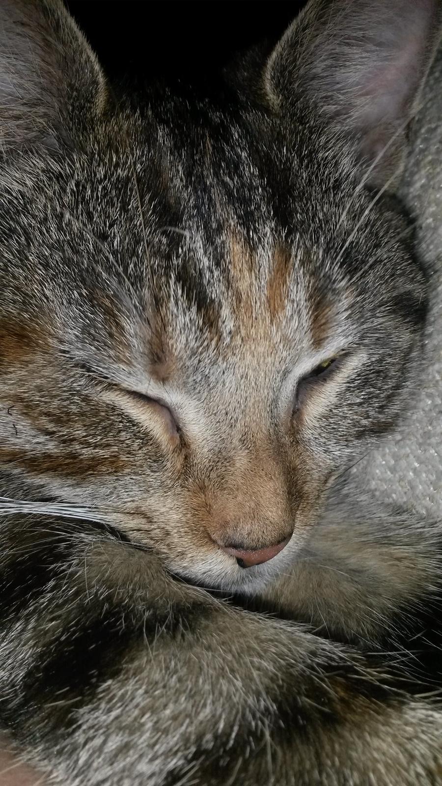 Huskat Carla billede 7