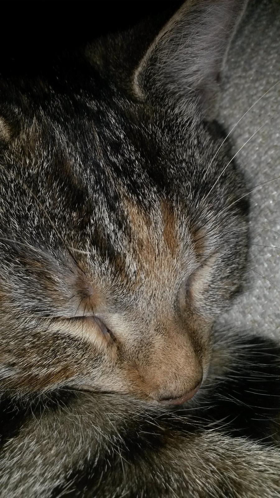 Huskat Carla billede 8