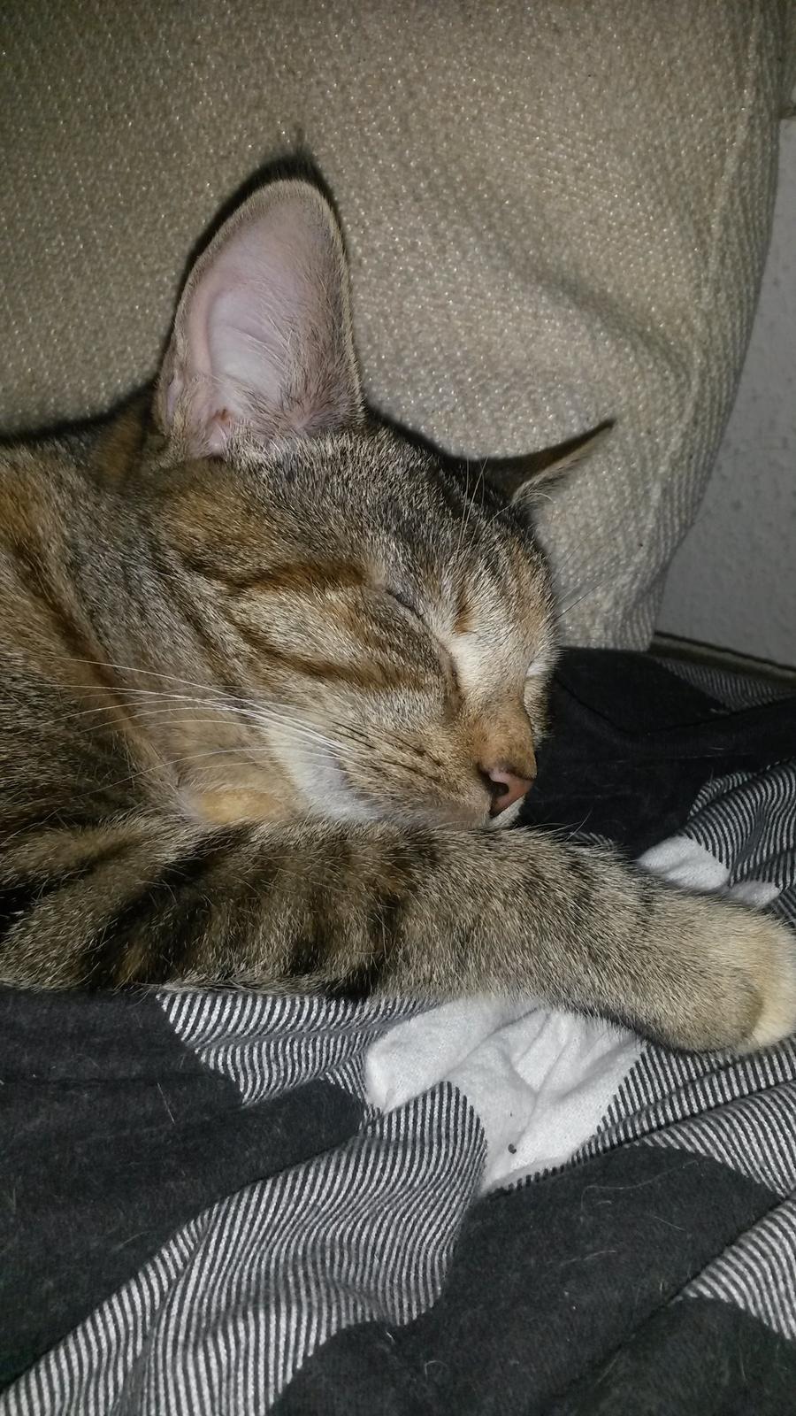 Huskat Carla billede 9