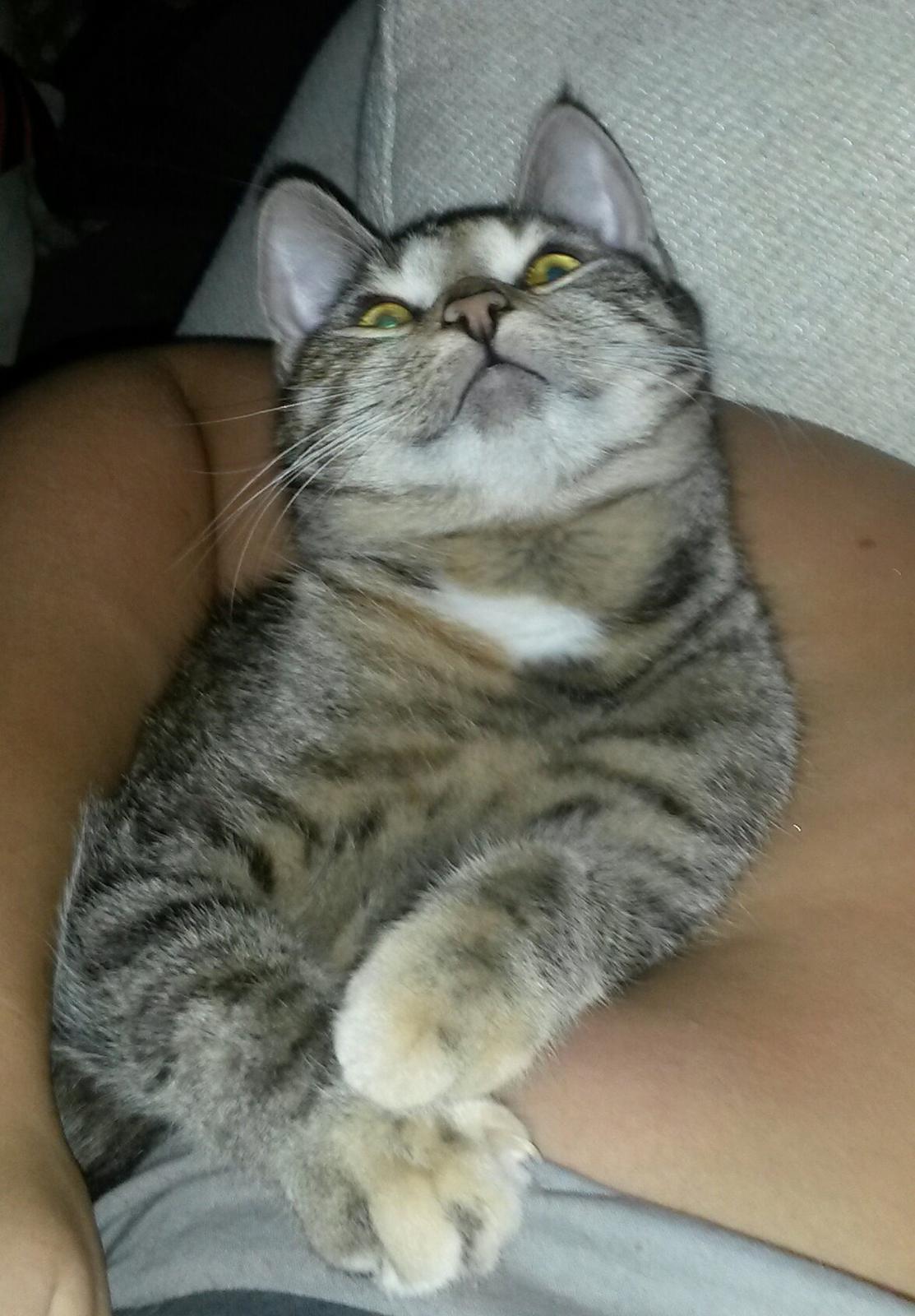 Huskat Carla billede 4