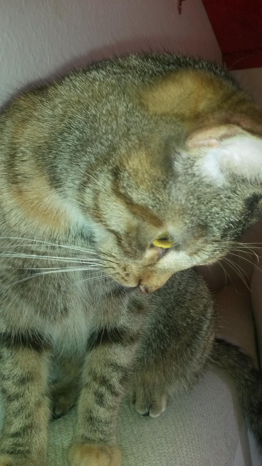 Huskat Carla billede 11