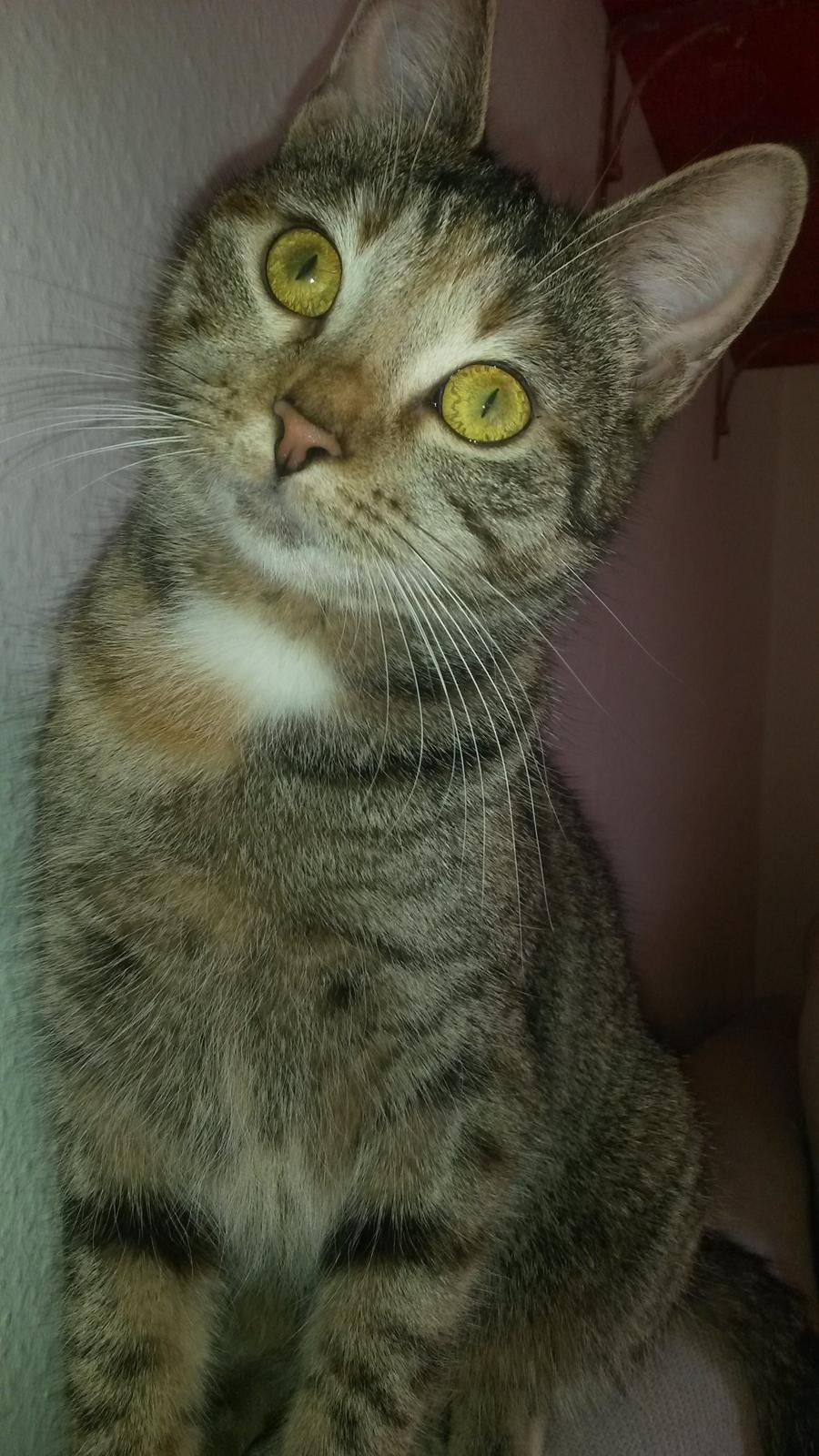 Huskat Carla - My mom says im special! billede 3