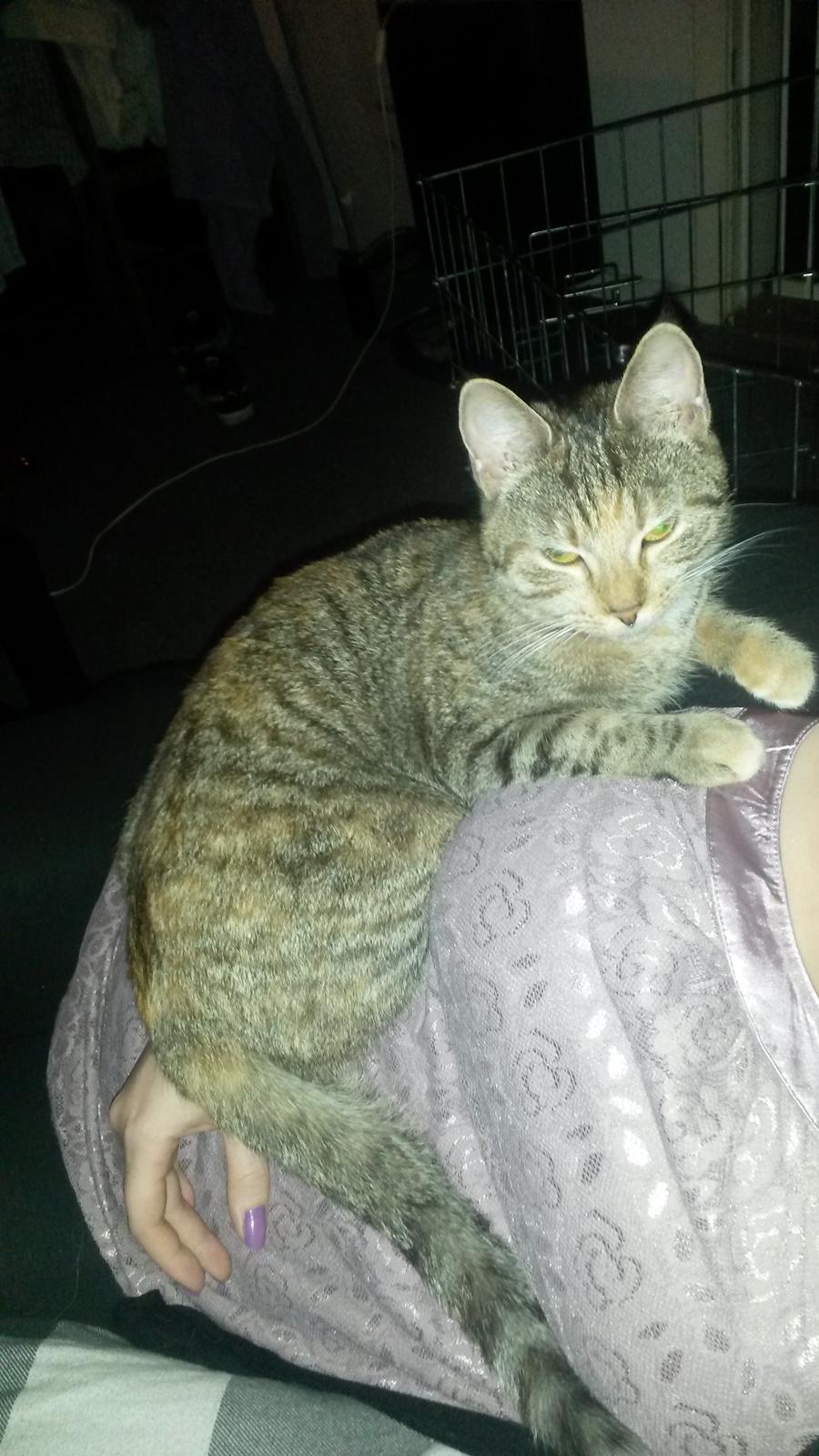 Huskat Carla billede 12