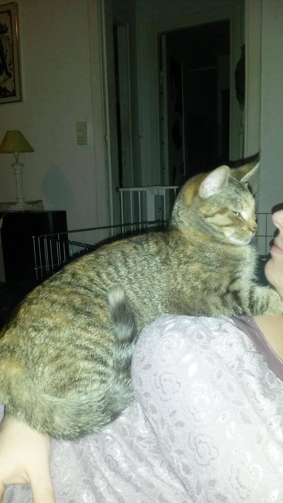 Huskat Carla billede 13