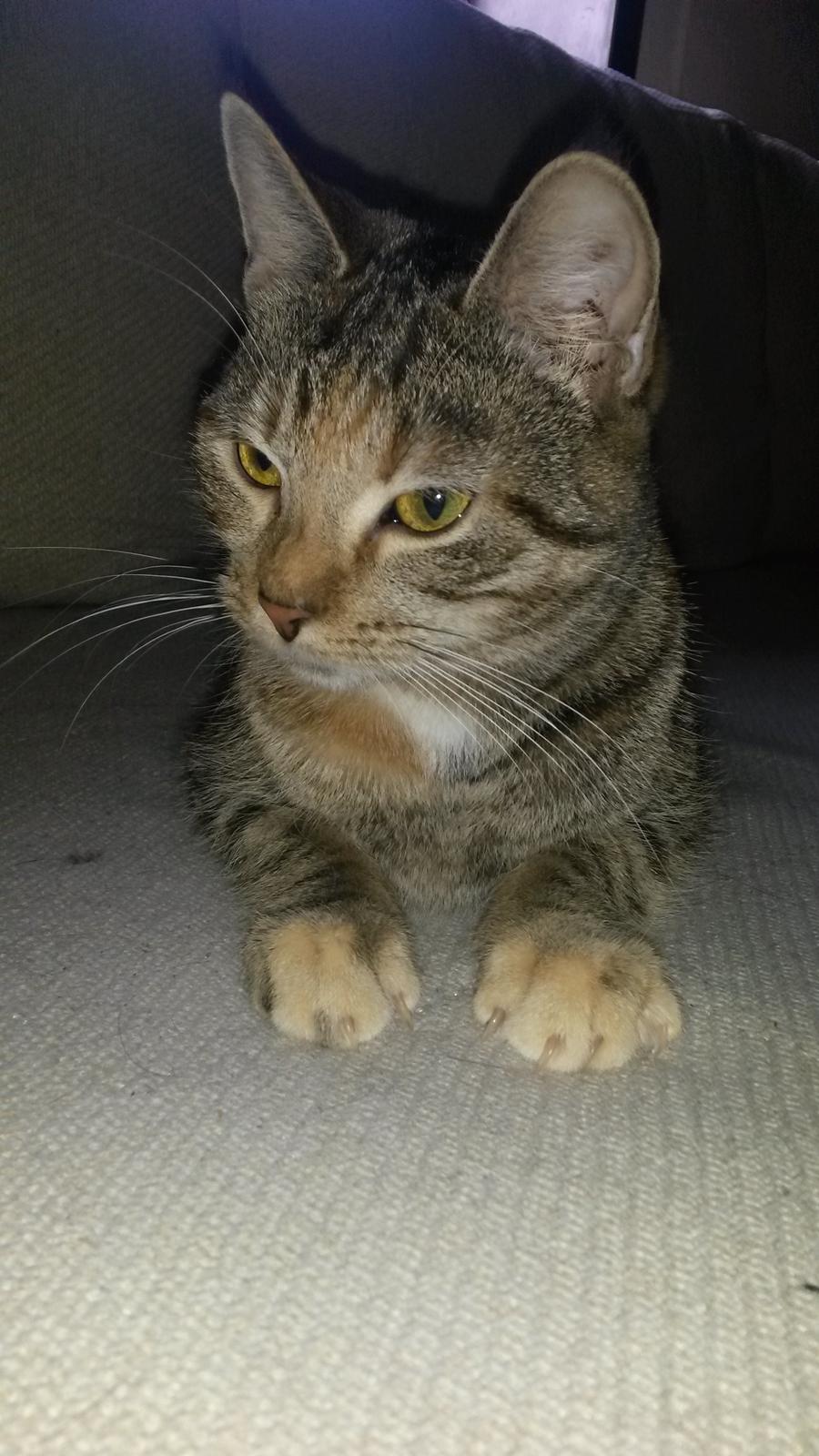 Huskat Carla billede 10