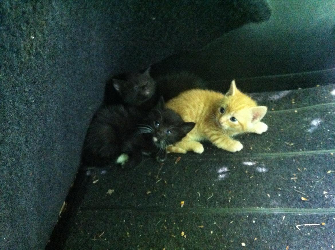 Huskat Milo billede 15