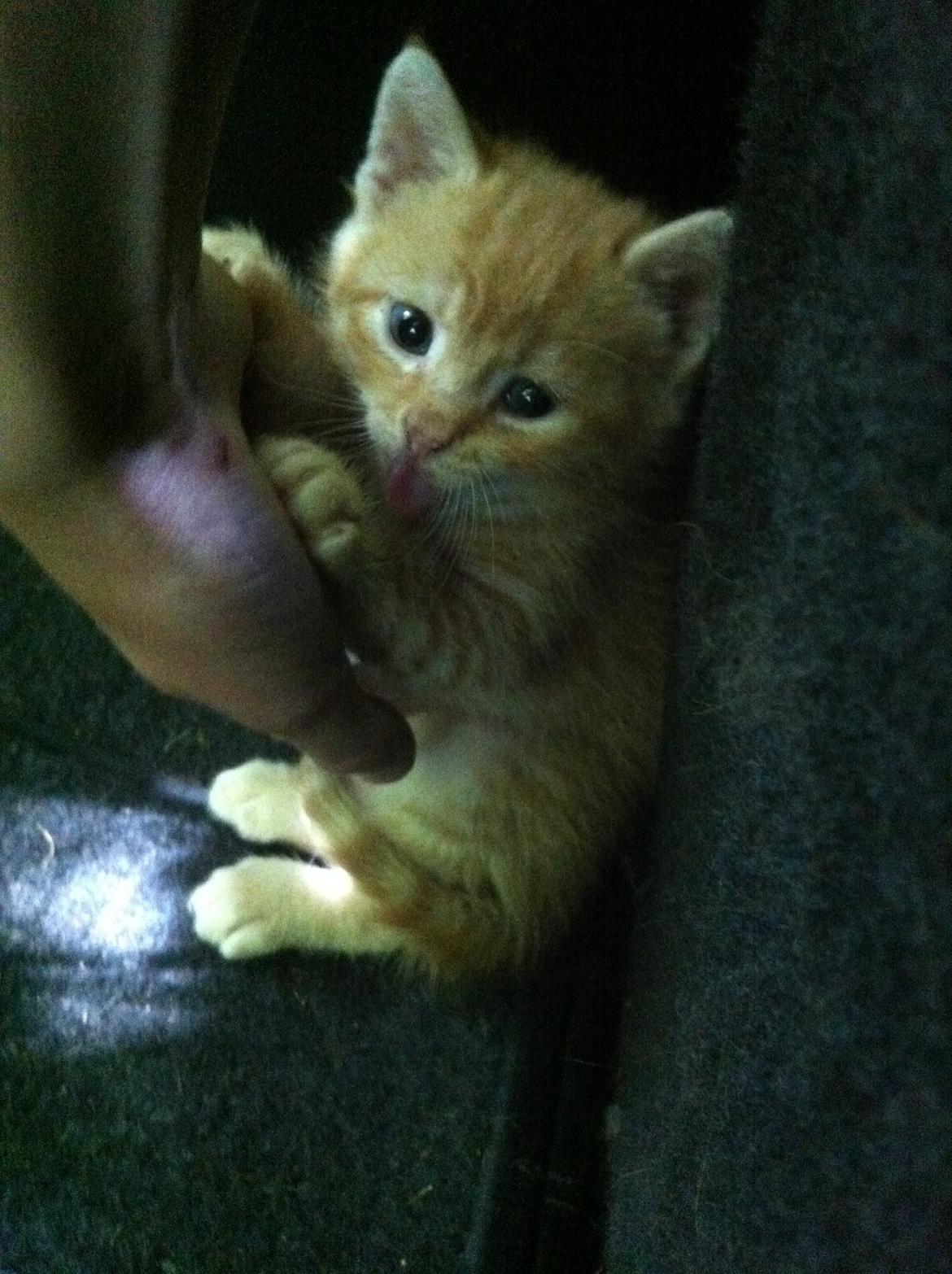 Huskat Milo billede 16