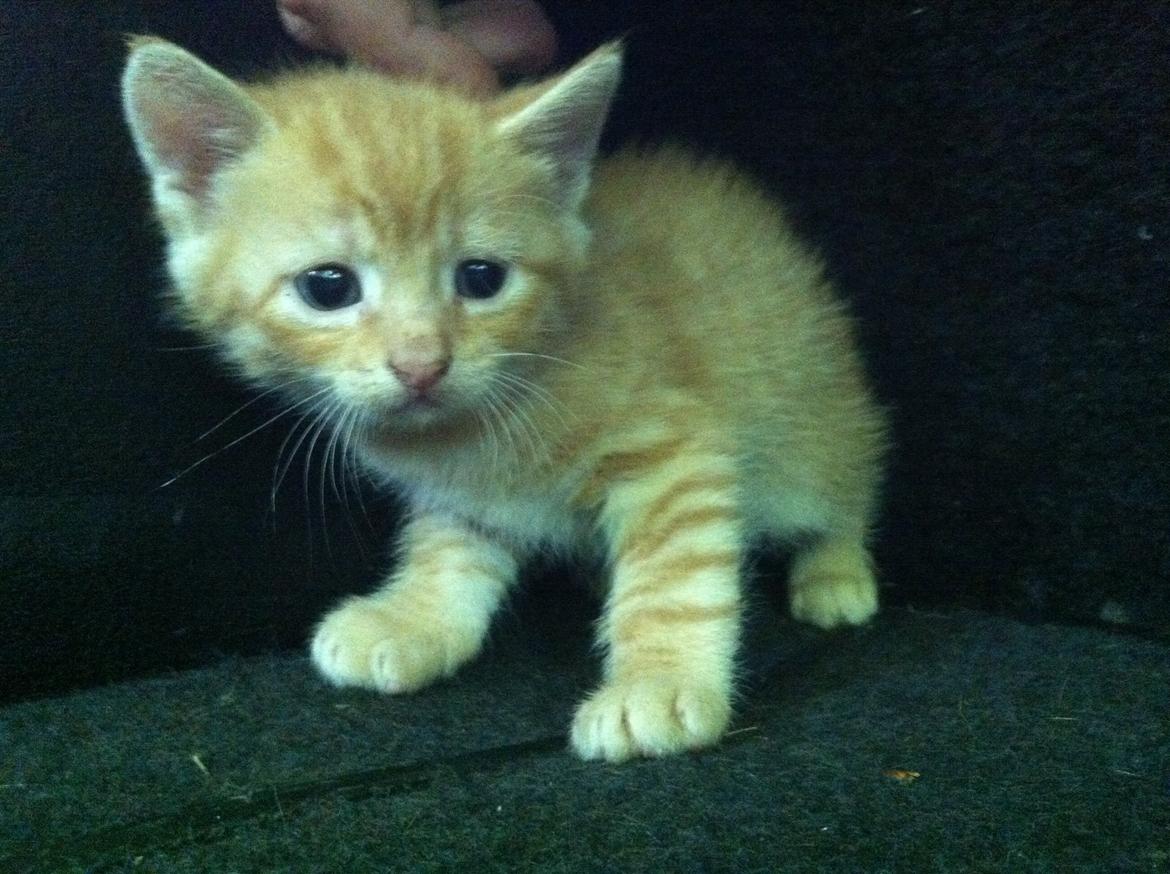 Huskat Milo billede 17