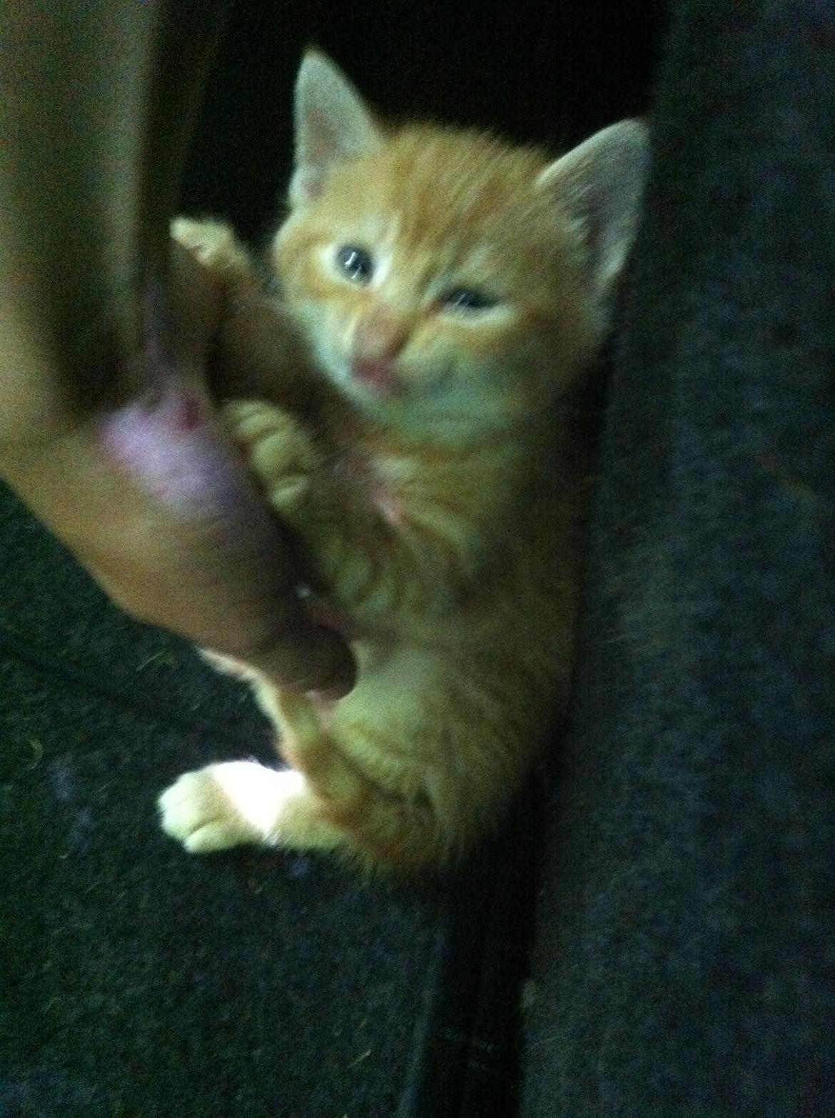 Huskat Milo billede 18