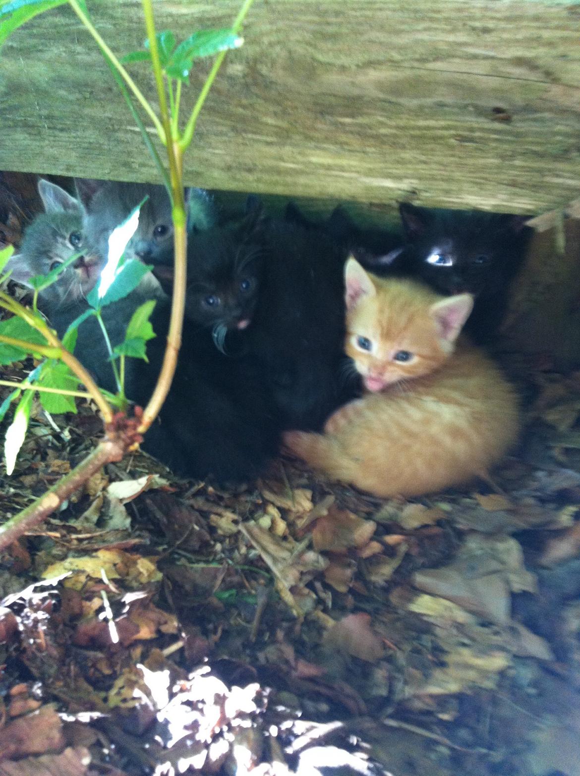 Huskat Milo billede 19