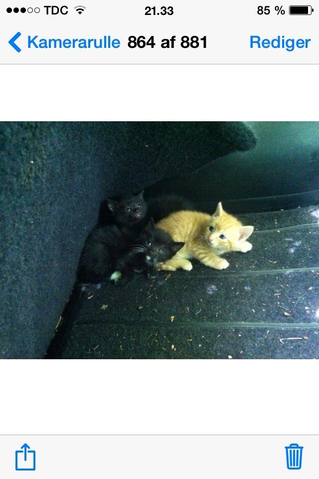 Huskat Milo billede 20