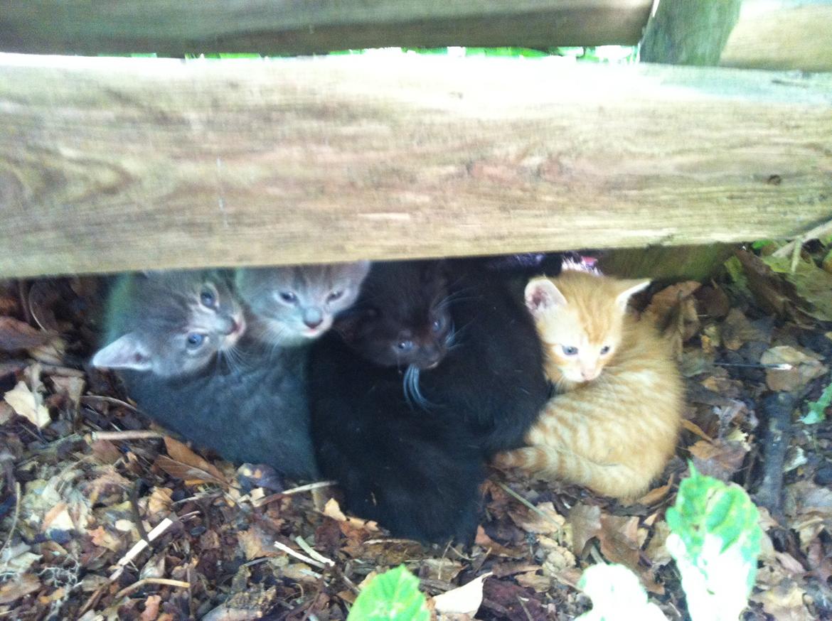 Huskat Milo billede 21