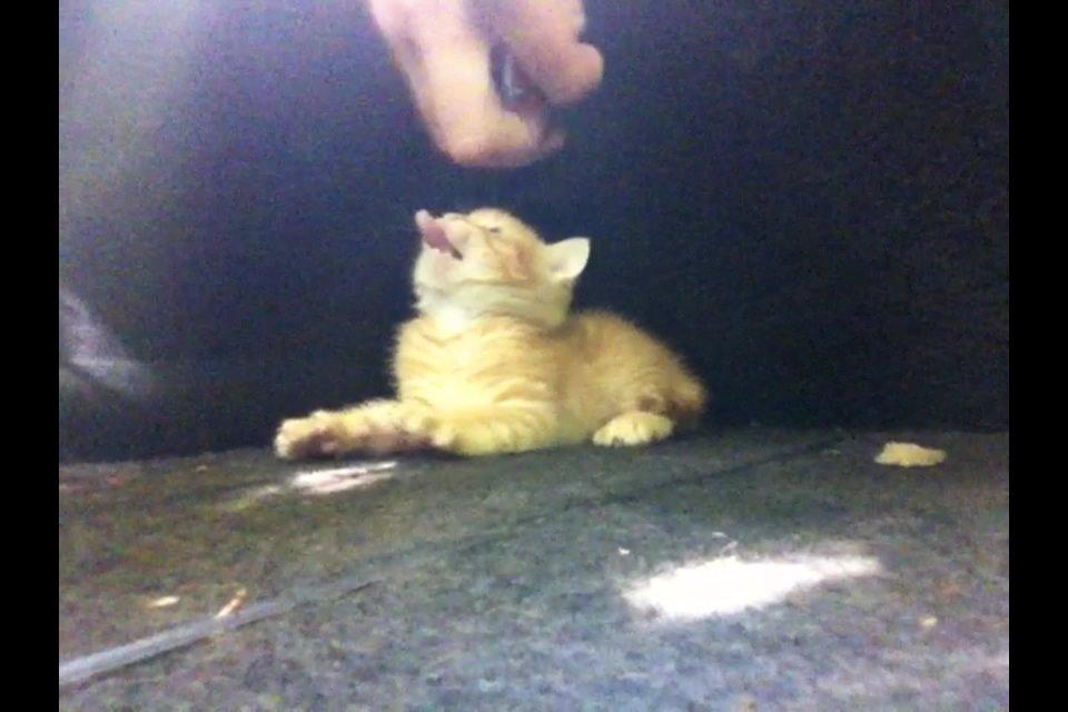 Huskat Milo billede 22