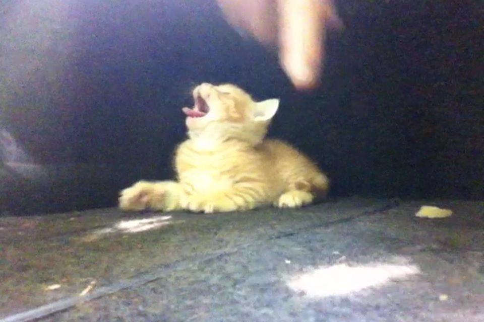 Huskat Milo billede 23