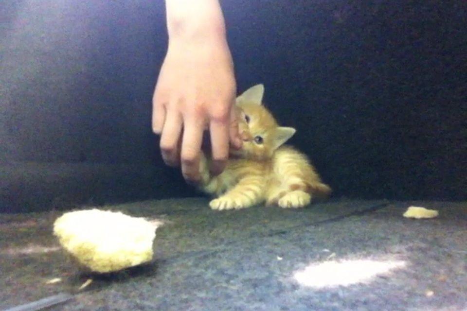 Huskat Milo billede 24