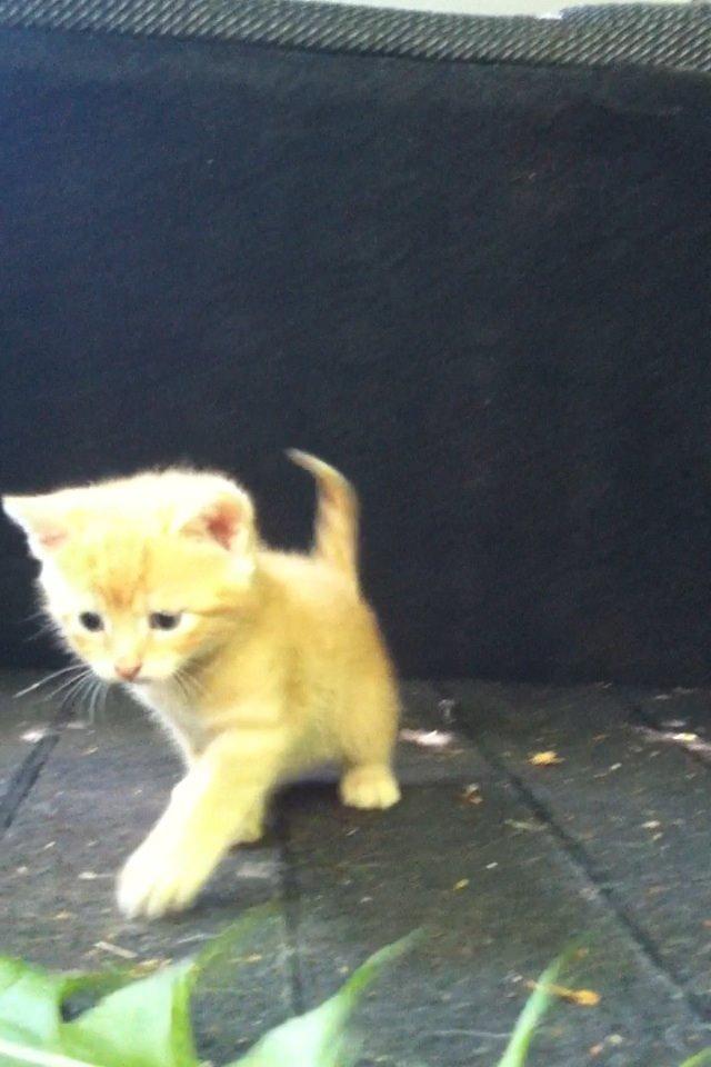 Huskat Milo billede 25