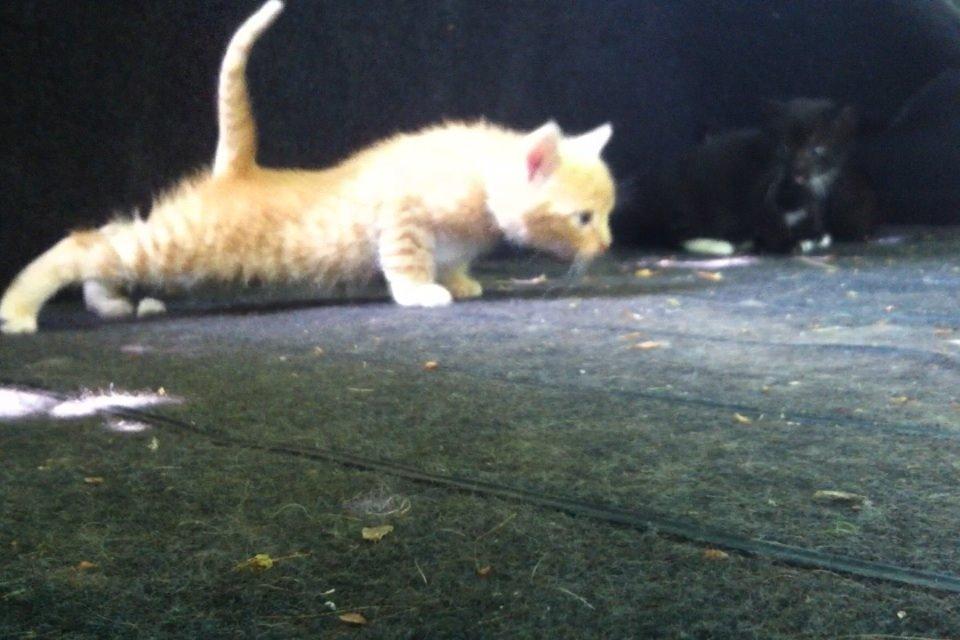 Huskat Milo billede 26