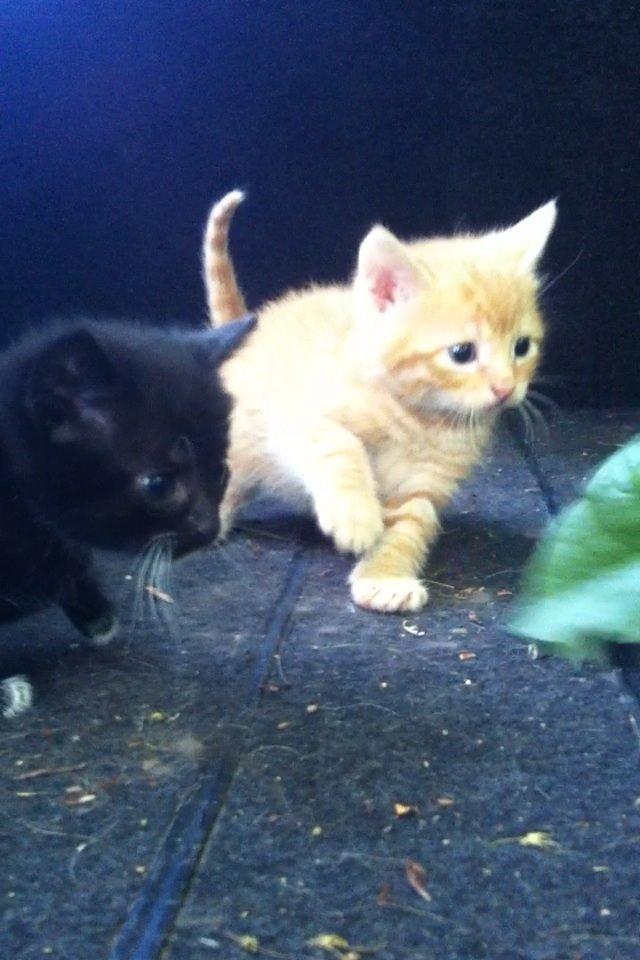 Huskat Milo billede 27