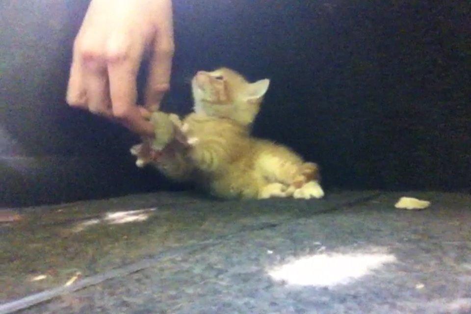 Huskat Milo billede 28