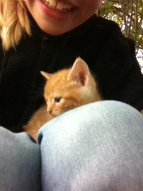 Huskat Milo billede 30