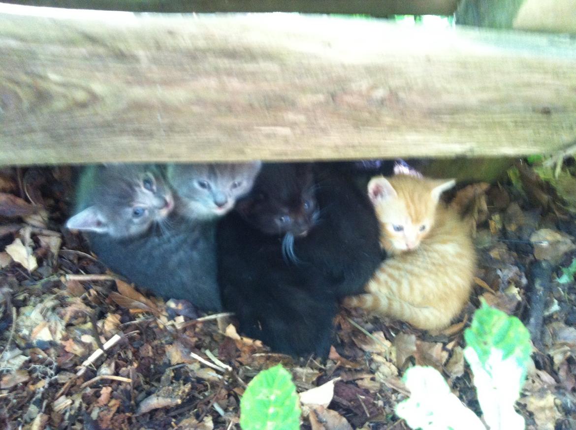 Huskat Milo billede 31