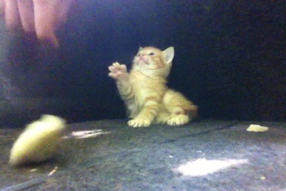 Huskat Milo billede 33