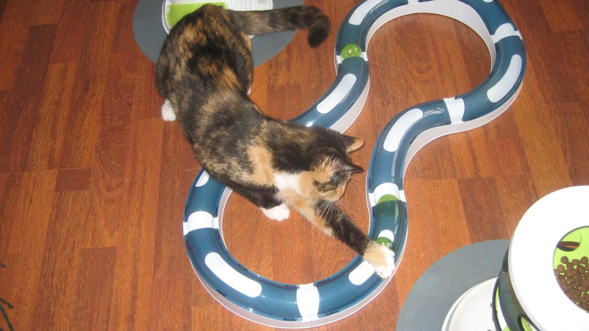 Blanding af racer Pixie billede 7