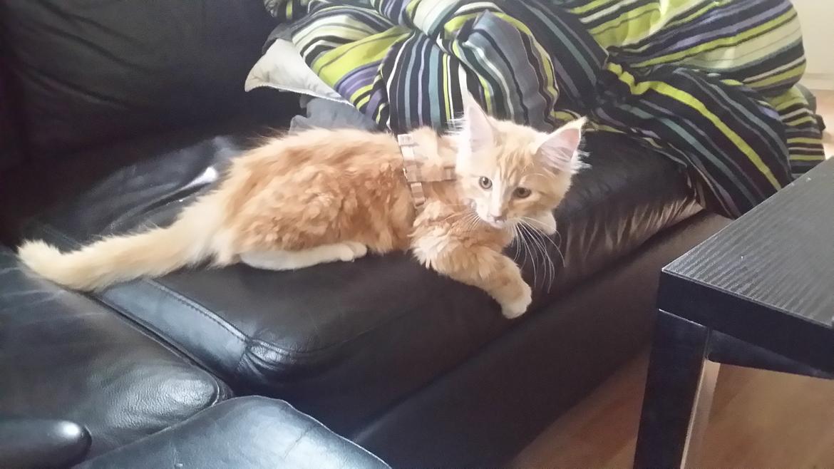Maine Coon Joul billede 1