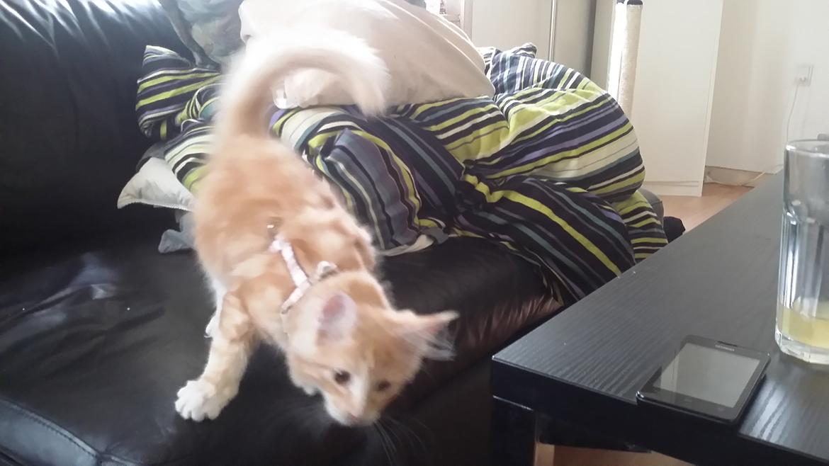 Maine Coon Joul billede 2