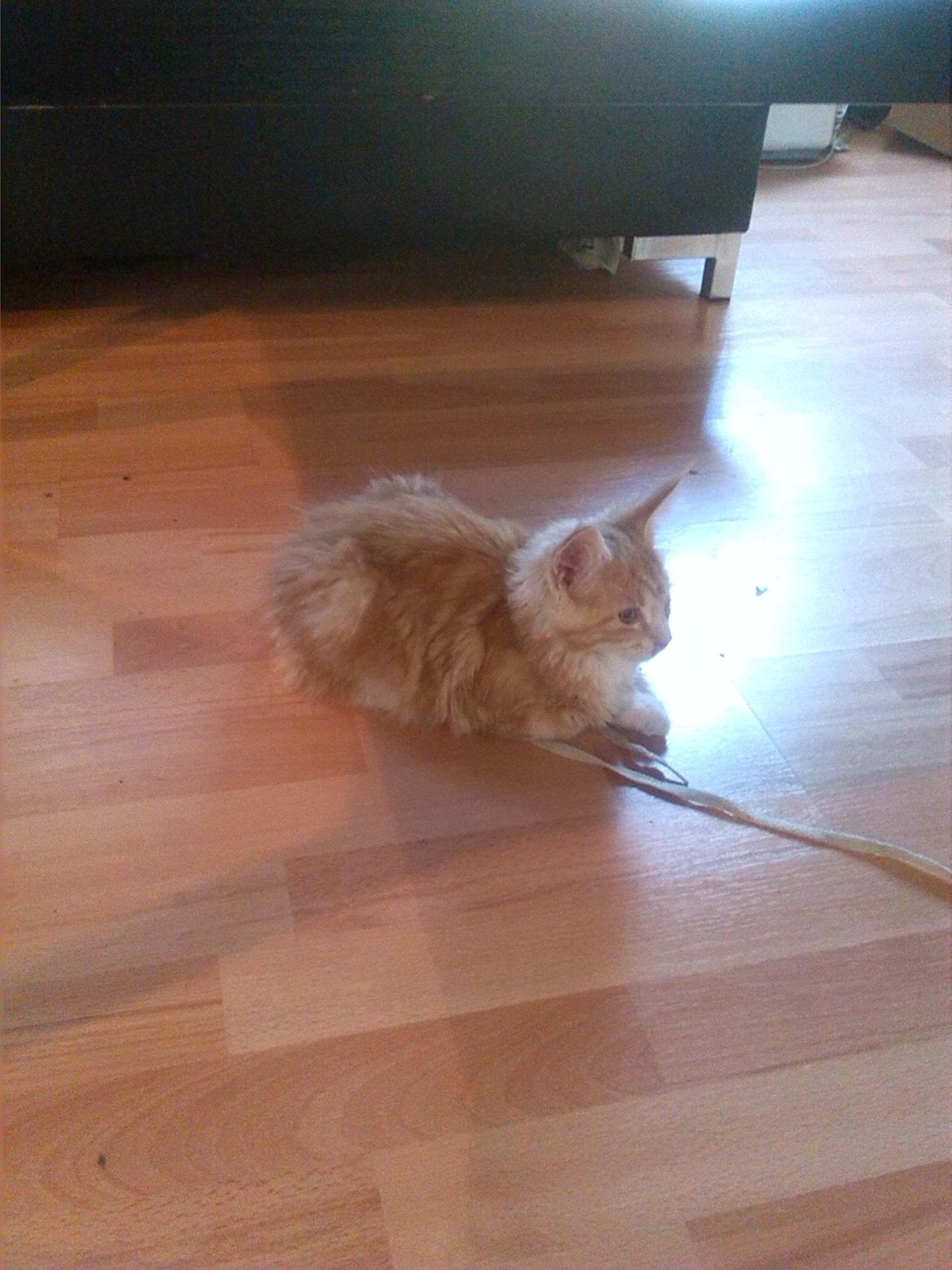 Maine Coon Joul billede 3