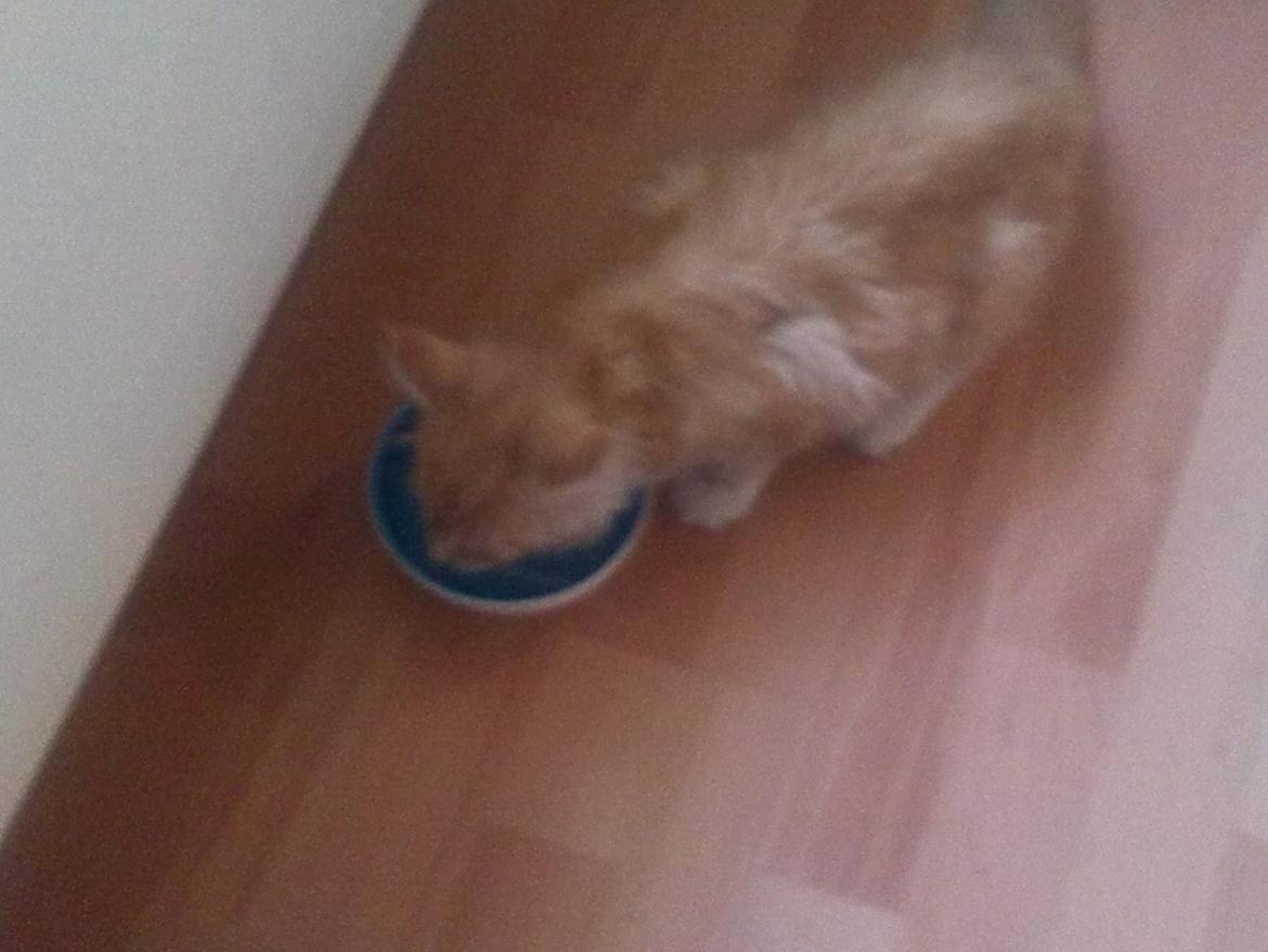 Maine Coon Joul billede 4
