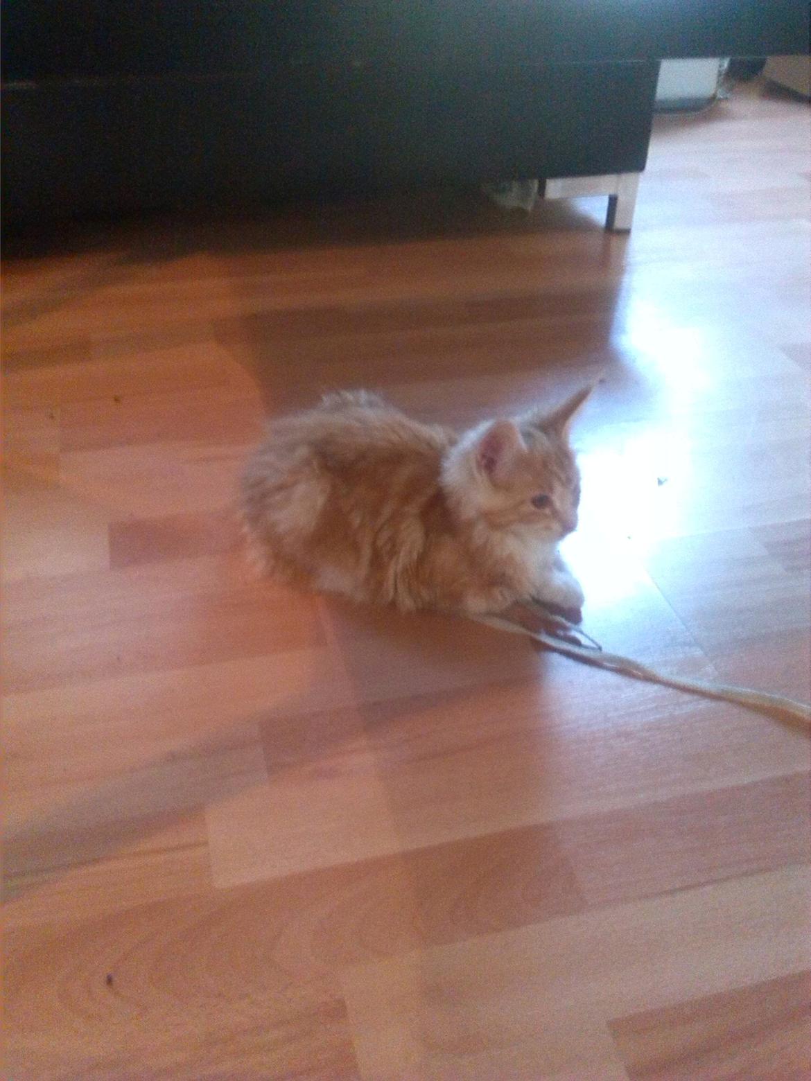 Maine Coon Joul billede 5