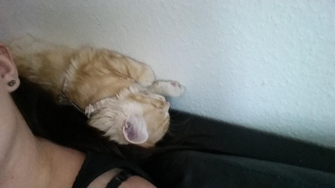 Maine Coon Joul billede 6