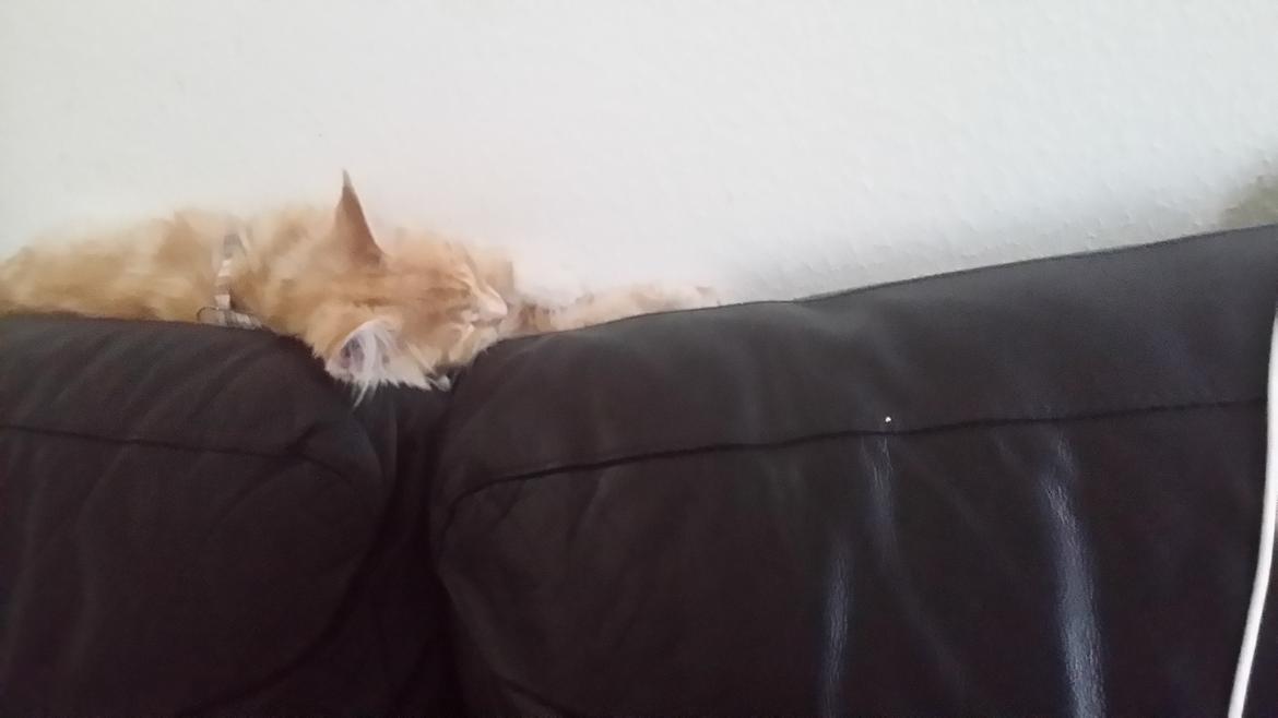 Maine Coon Joul billede 7