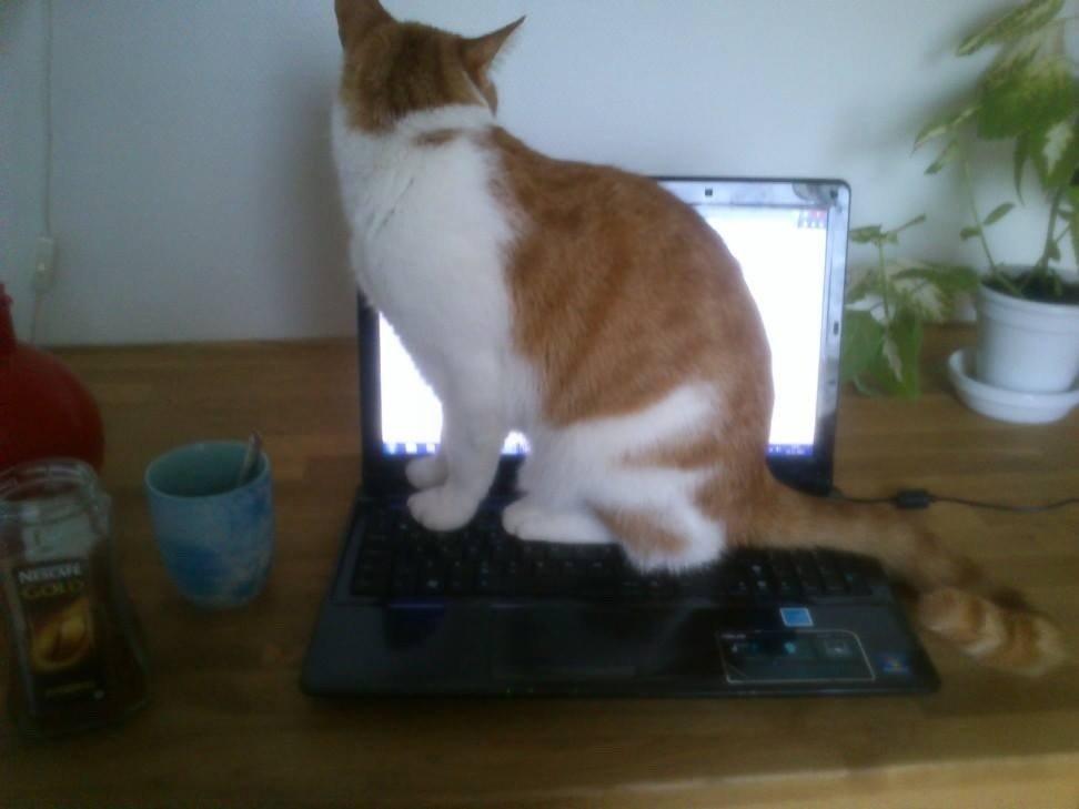 Huskat Speedy  billede 4