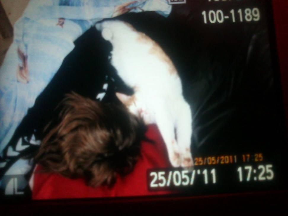 Huskat Speedy  billede 5