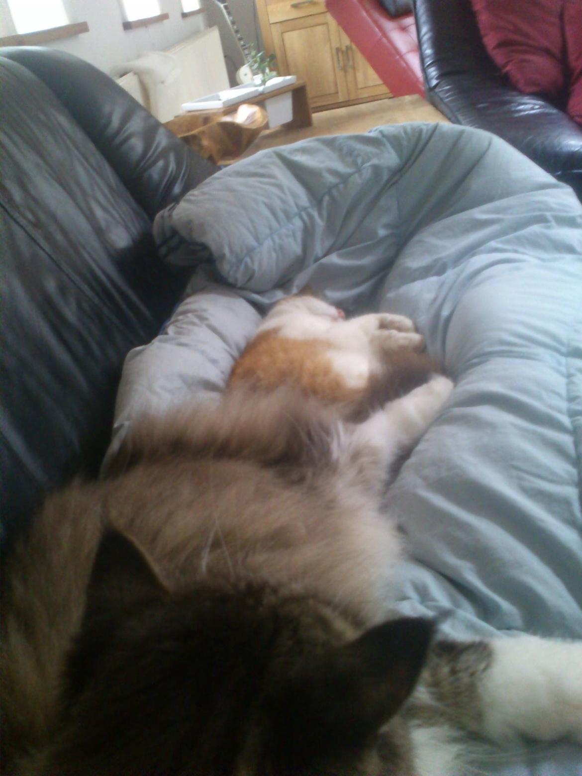 Huskat Speedy  billede 6