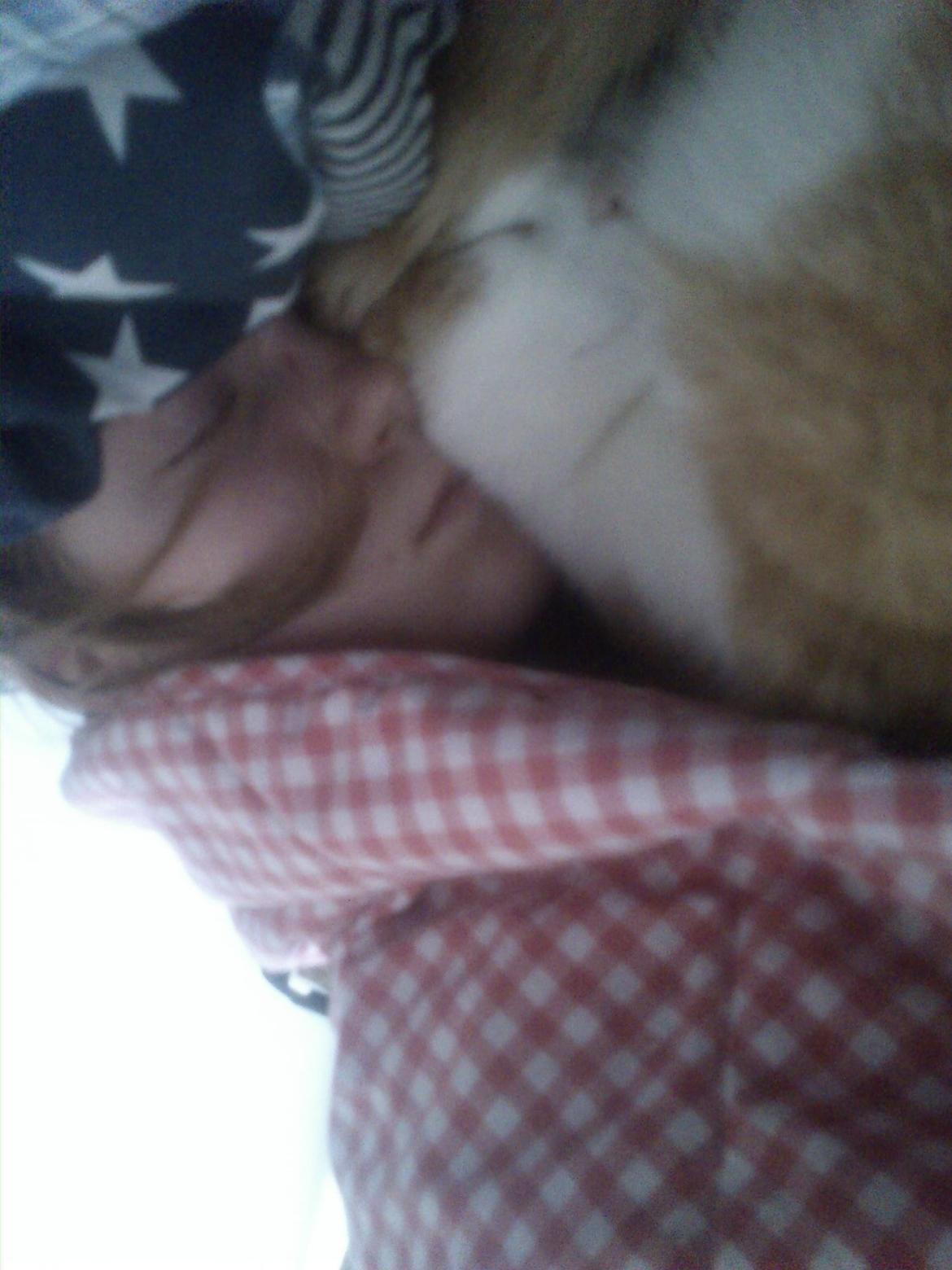 Huskat Speedy  billede 7