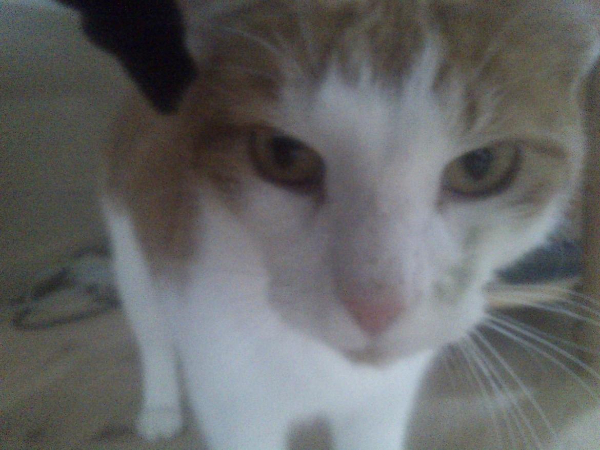 Huskat Speedy  billede 8