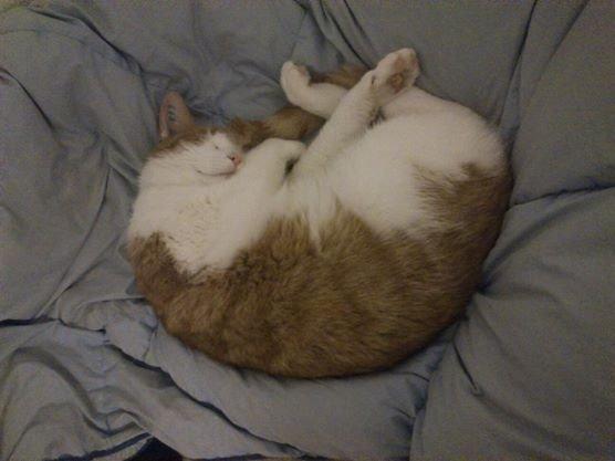 Huskat Speedy  billede 10