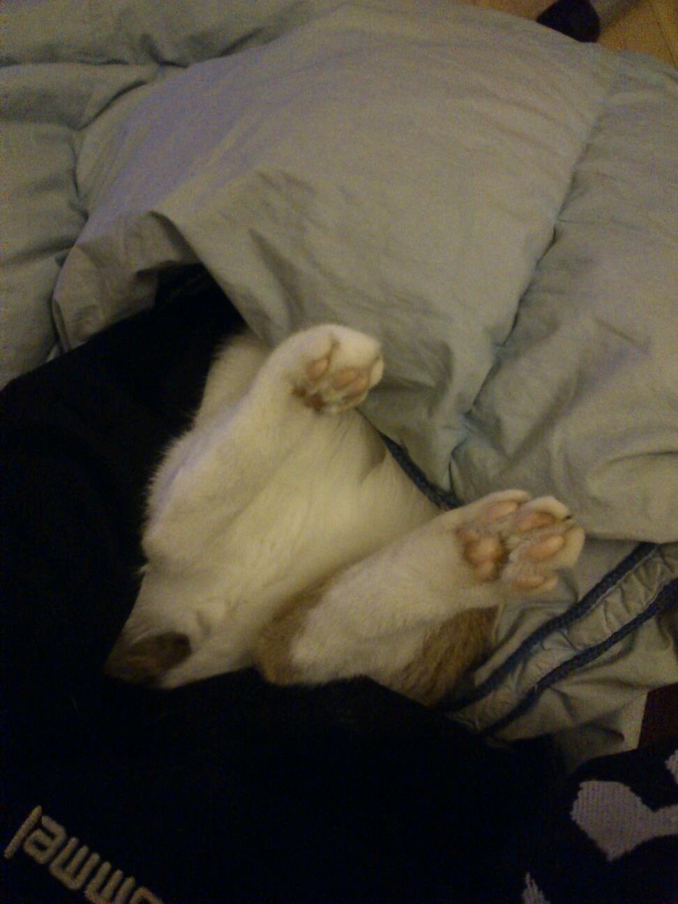 Huskat Speedy  billede 12