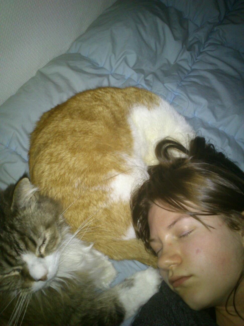 Huskat Speedy  billede 11