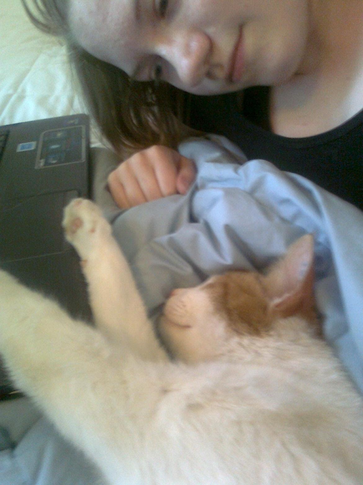 Huskat Speedy  billede 13