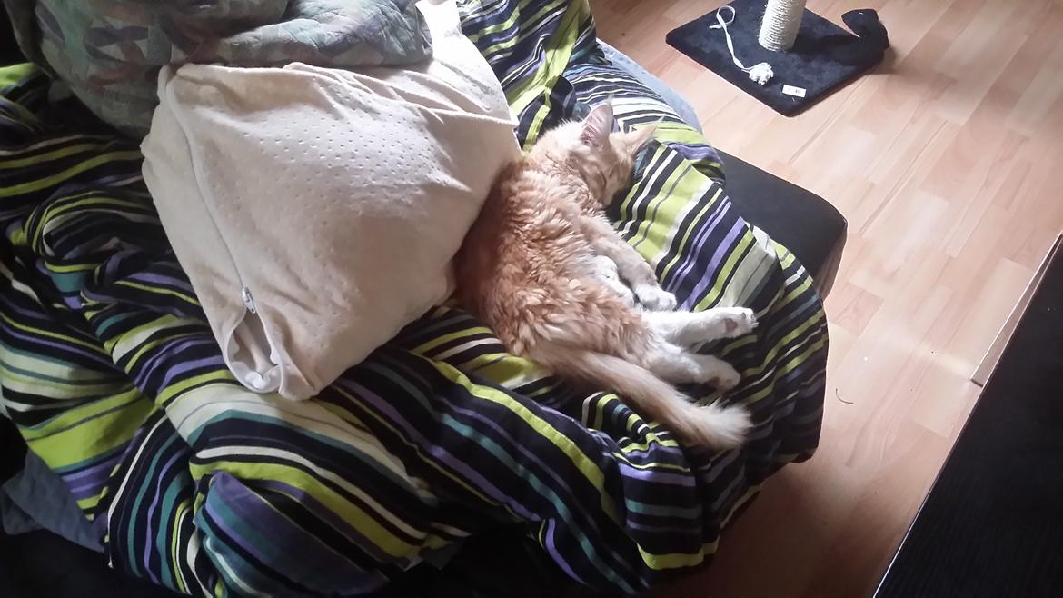 Maine Coon Joul billede 8