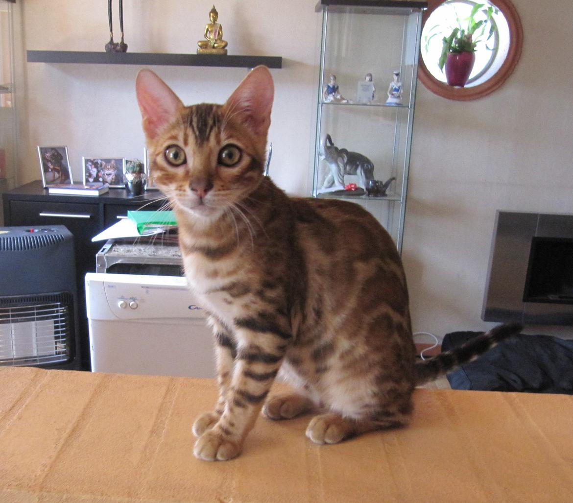 Bengal Kitte Miw billede 10