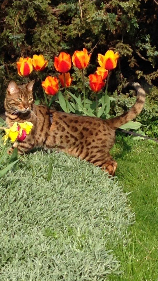 Bengal Max billede 2